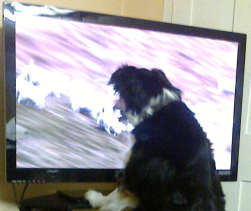 Bob watching Lambing Live